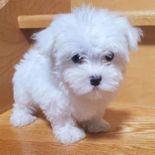 Two Gorgeous T-Cup Maltese Puppies