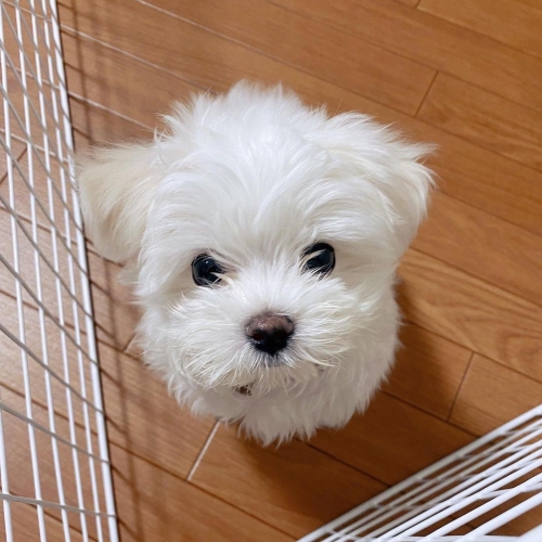 Adorable T-Cup Maltese Puppies