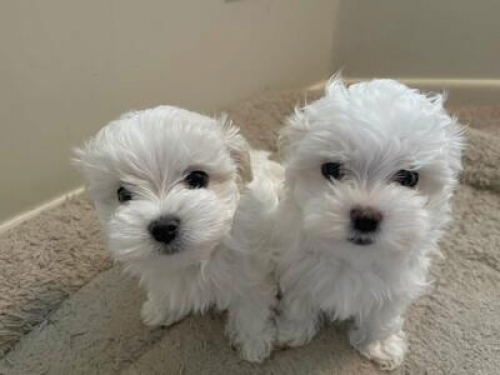 Nice And Chunky Teacup Maltese Puppies For Sale.