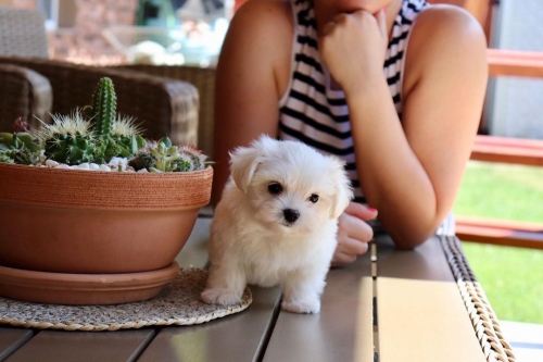 Excellent Teacup Maltese Puppies For Sale.