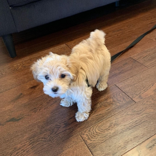 Intelligent T-cup Maltese Puppies Available