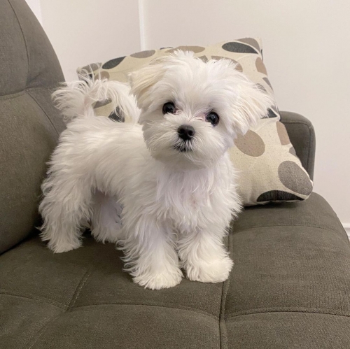 Classic Teacup Maltese Puppies For Sale.