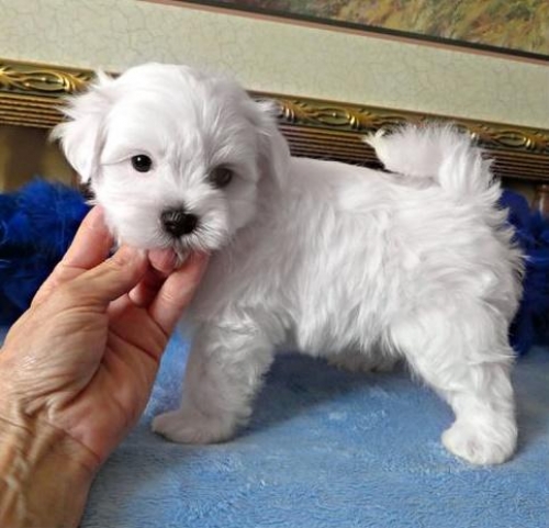 Classic Teacup Maltese Puppies For Sale