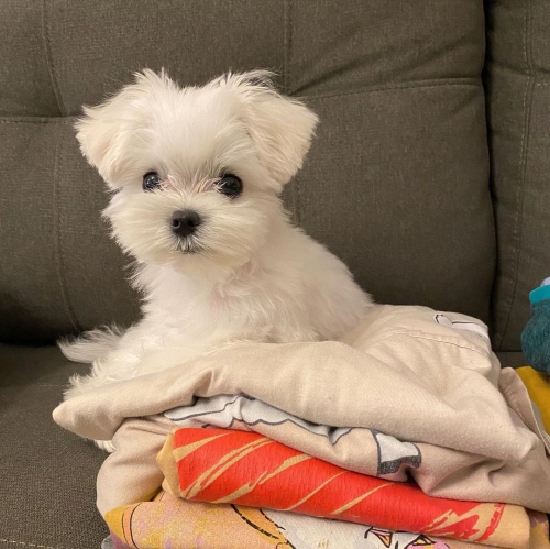 Super Cute Teacup Maltese Puppies For Sale